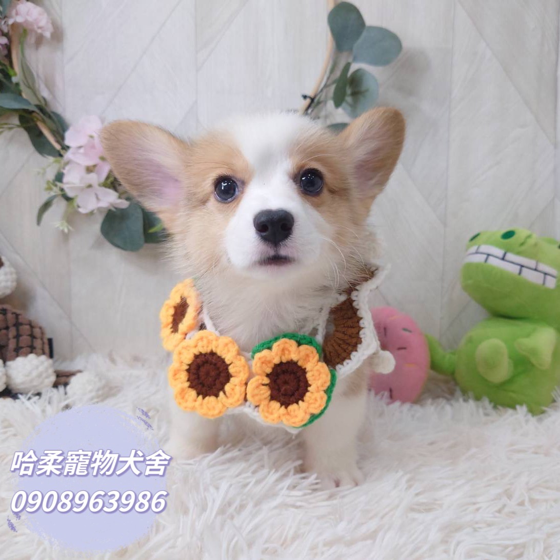 哈柔寵物犬舍／威爾斯黃白柯基犬