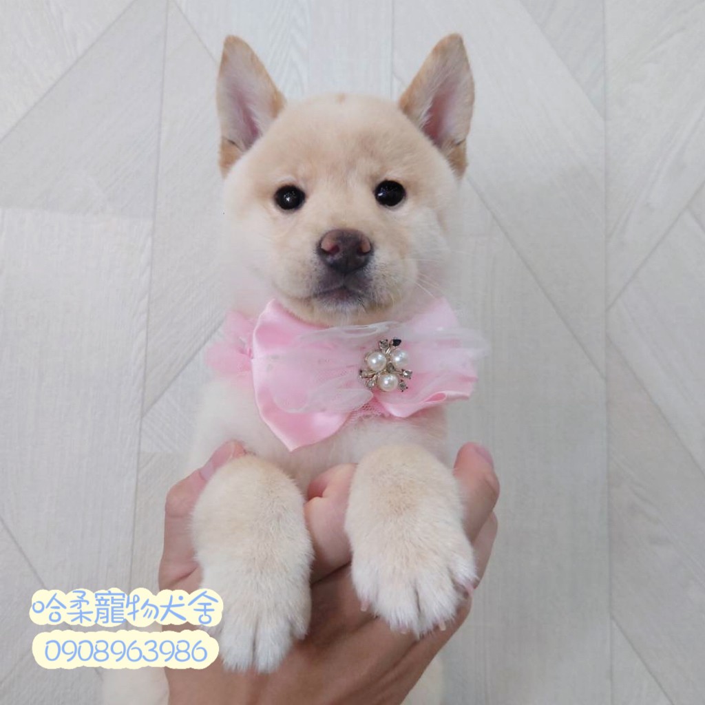 哈柔寵物犬舍／白色柴犬