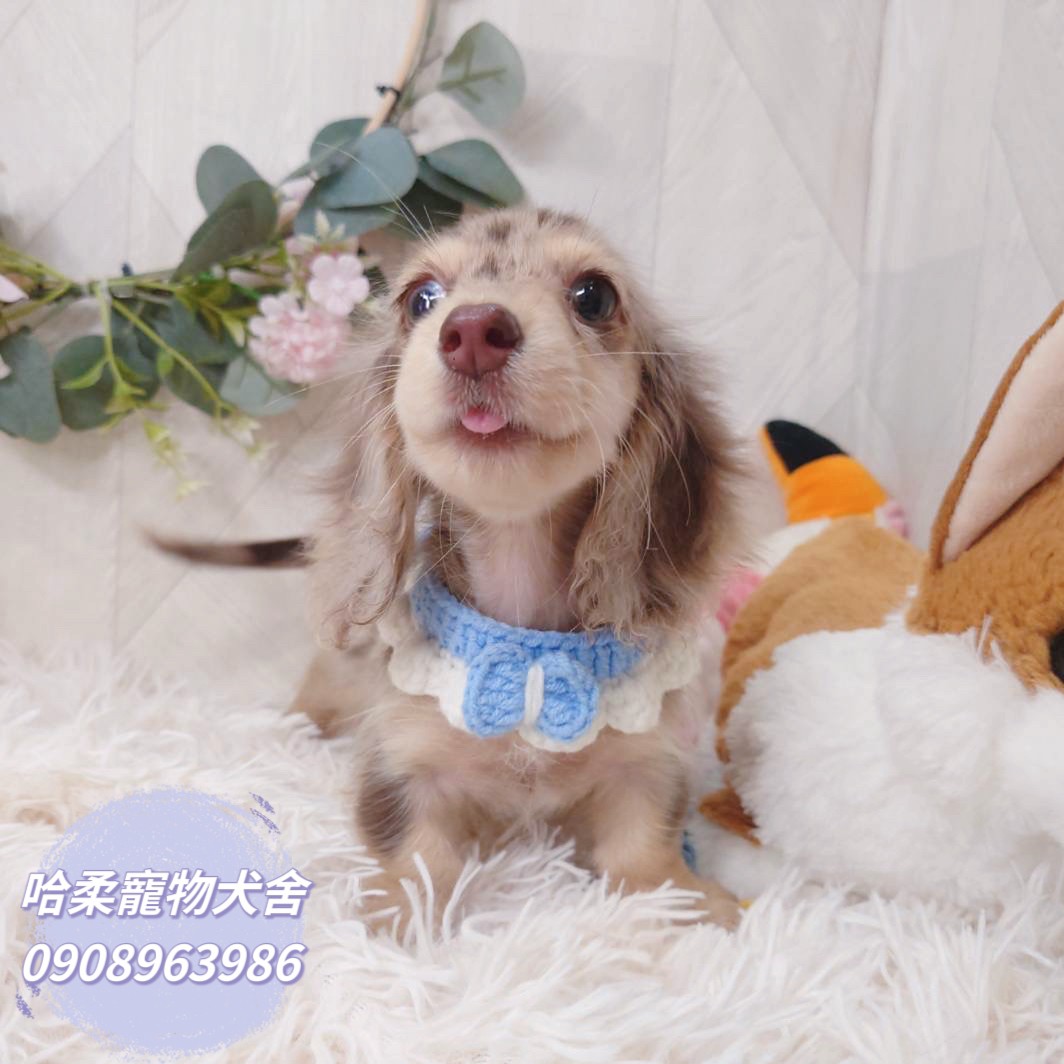哈柔寵物犬舍／大理石色長毛臘腸