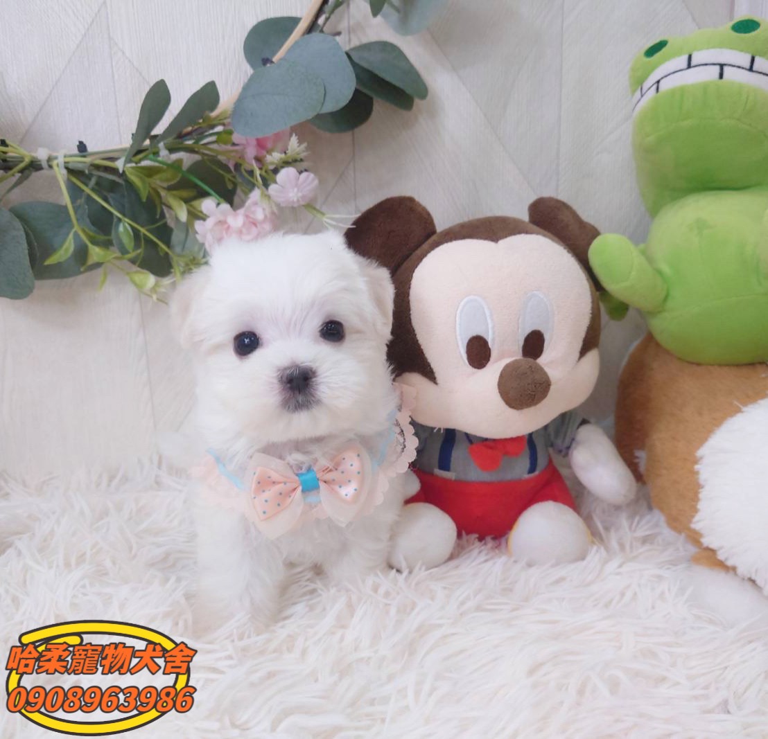 哈柔寵物犬舍／瑪爾濟斯