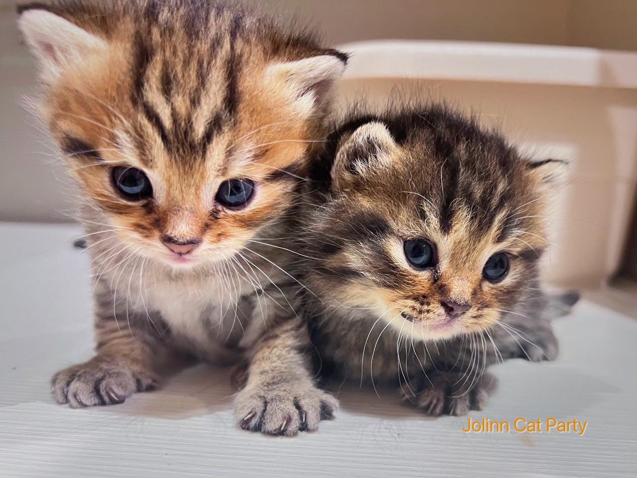 貓咪派對／各色小貓