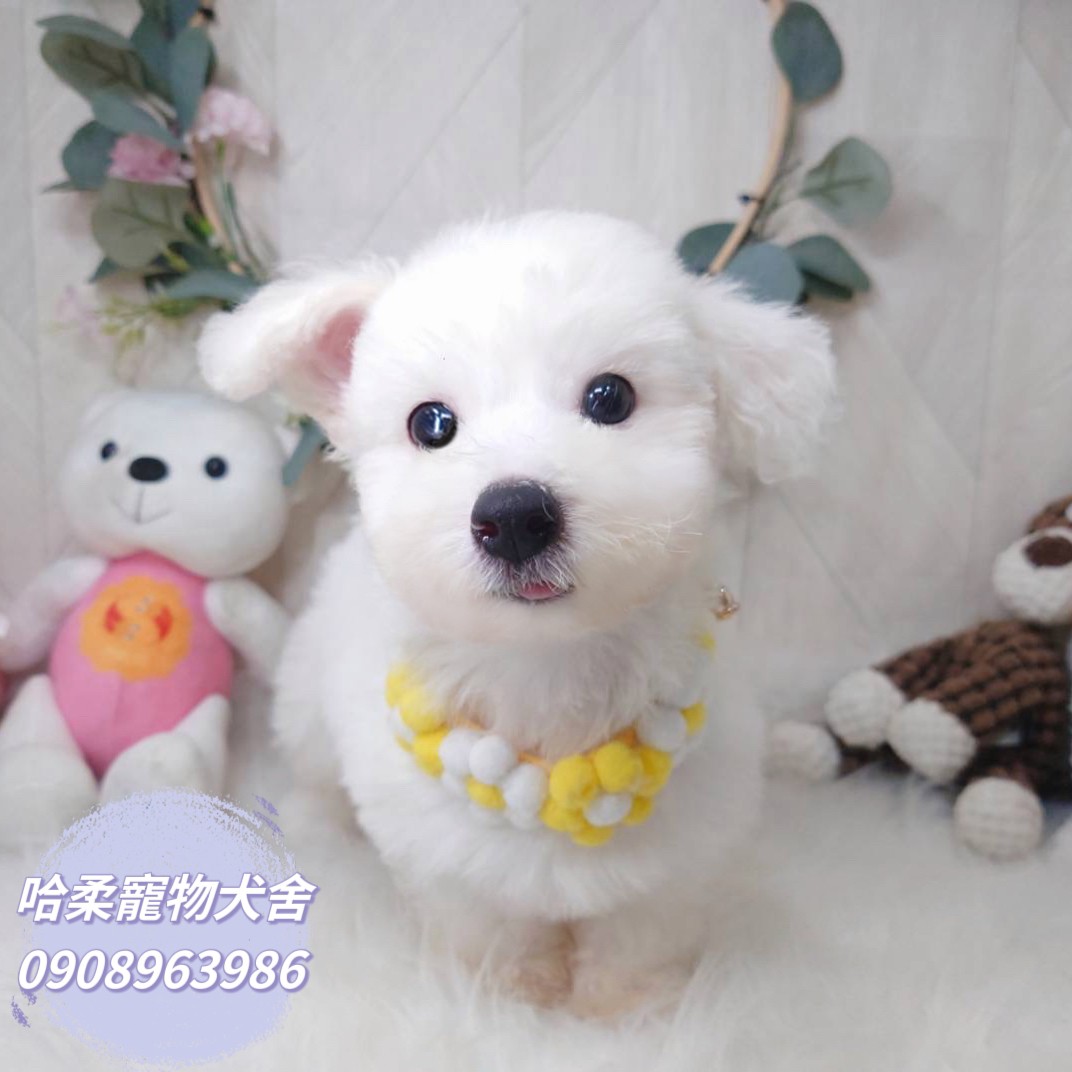 哈柔寵物犬舍／比熊犬