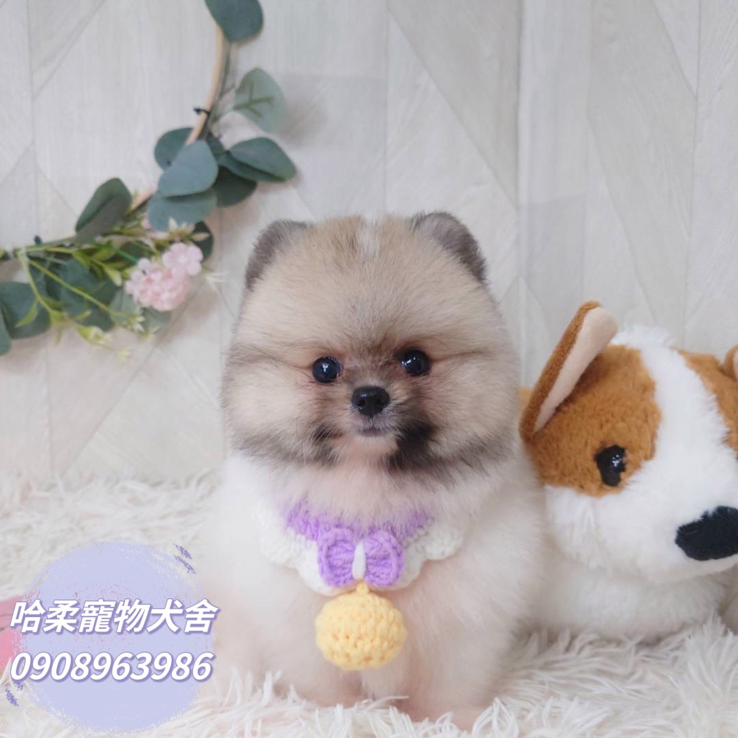 哈柔寵物犬舍／奶油花博美