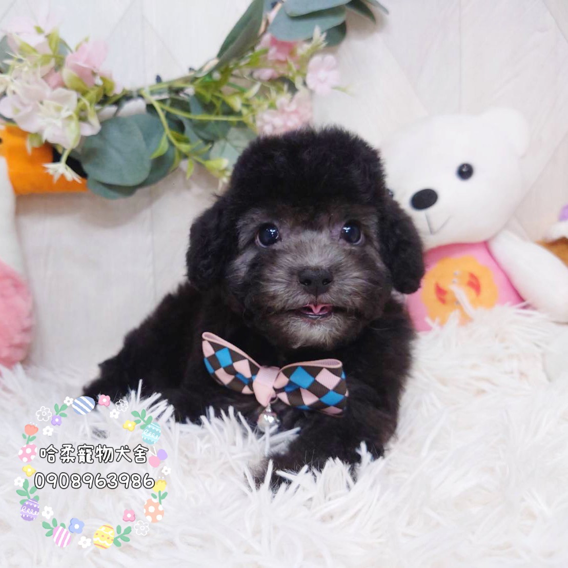 哈柔寵物犬舍／泰迪灰貴賓