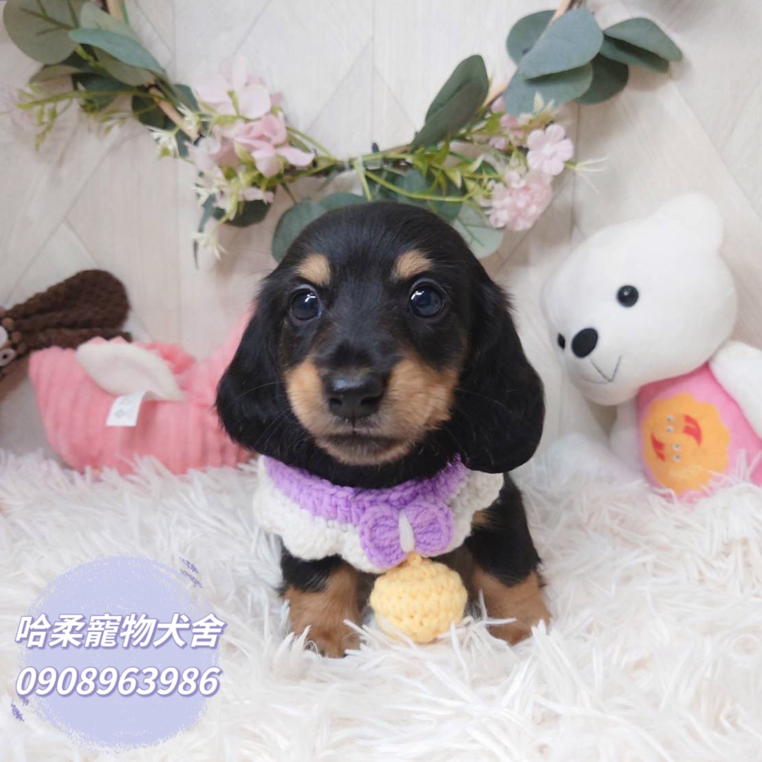 哈柔寵物犬舍／黑四目長毛臘腸