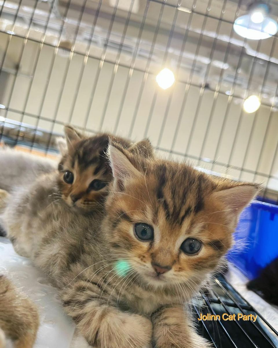 貓咪派對／豹紋曼赤肯