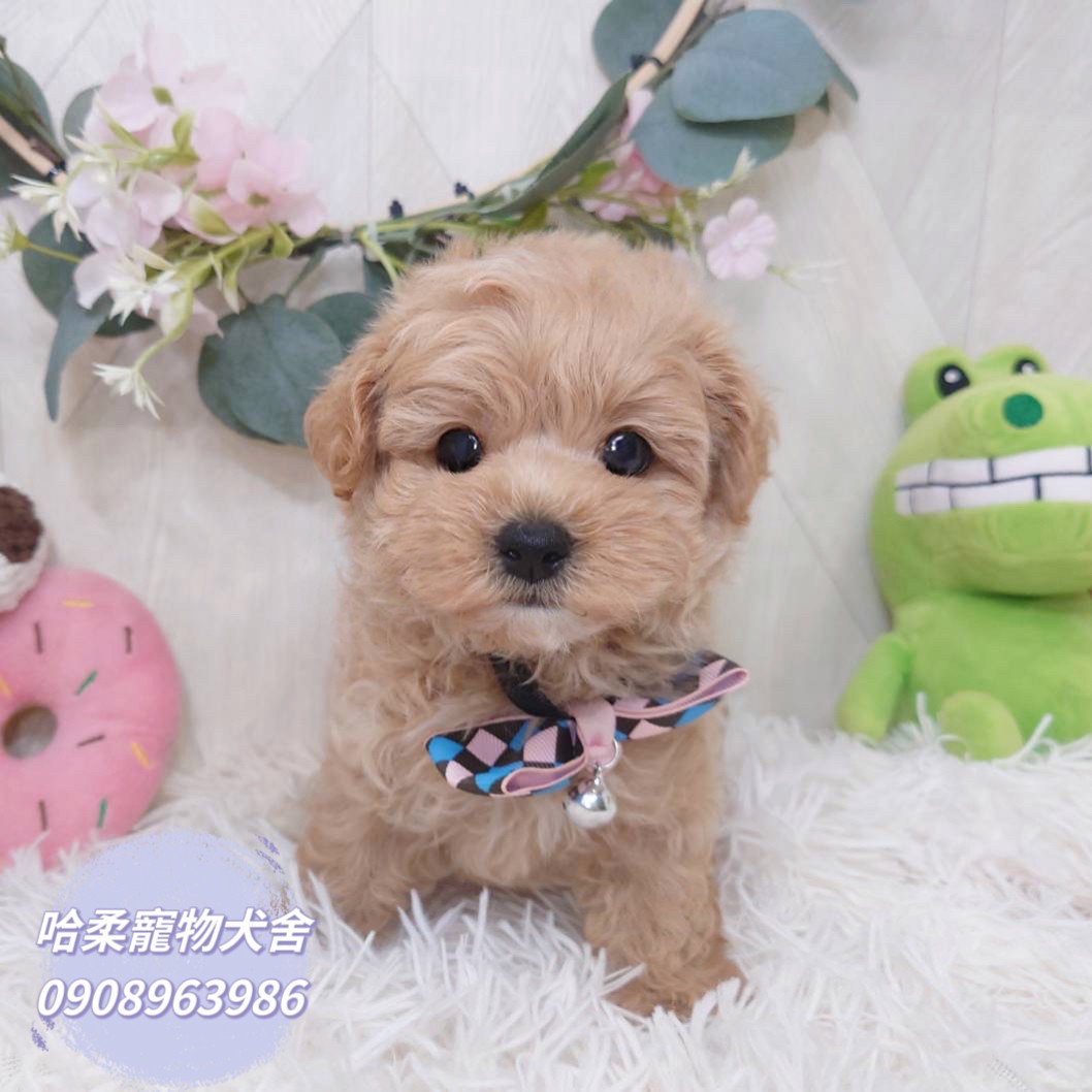 哈柔寵物犬舍／瑪爾泰迪