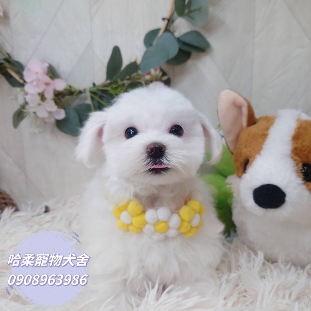 哈柔寵物犬舍／瑪爾濟斯