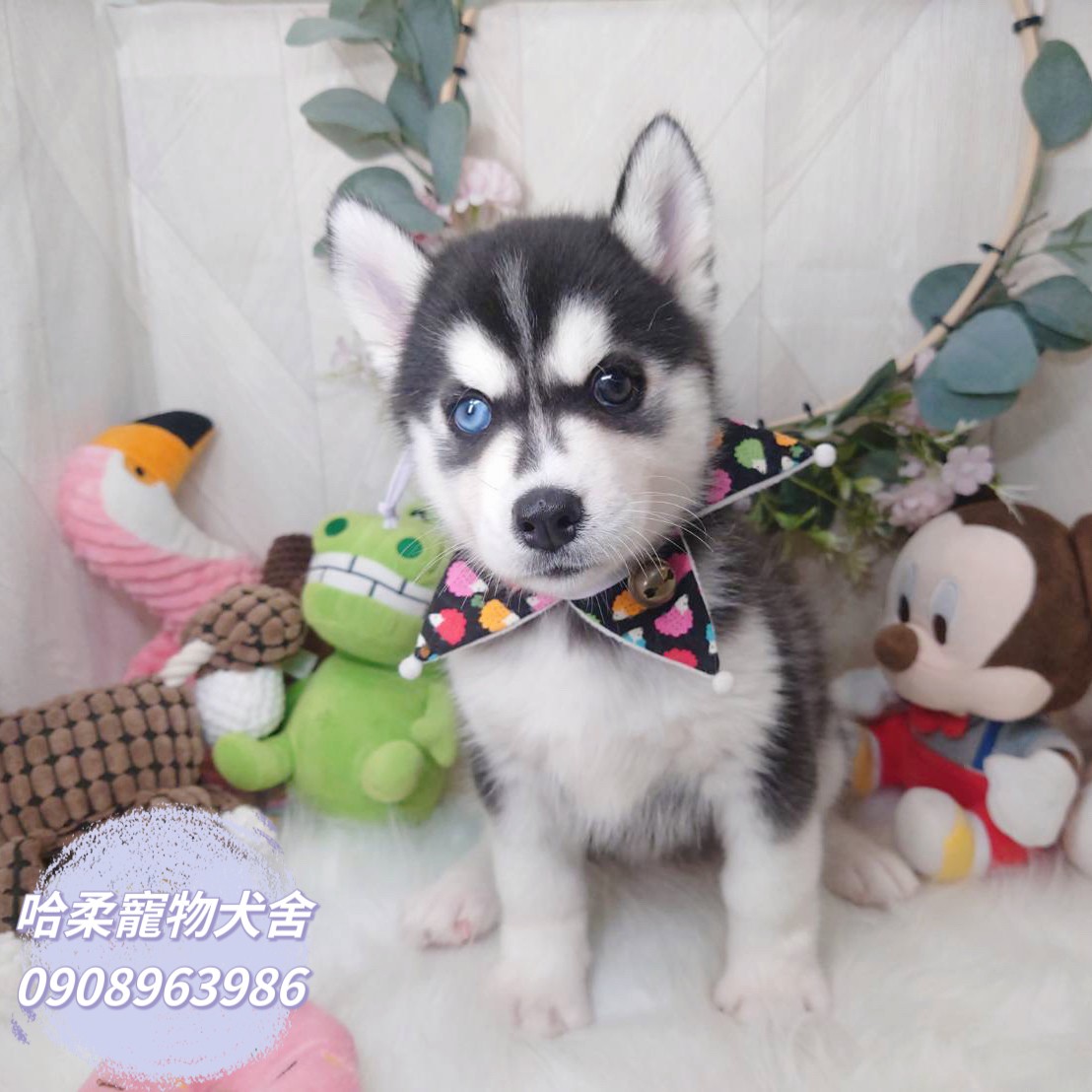 哈柔寵物犬舍／黑白色哈士奇