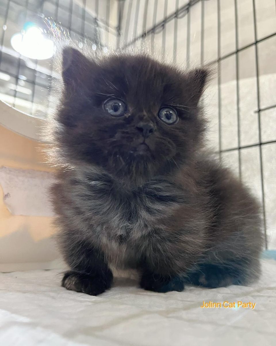 貓咪派對／黑色曼赤肯