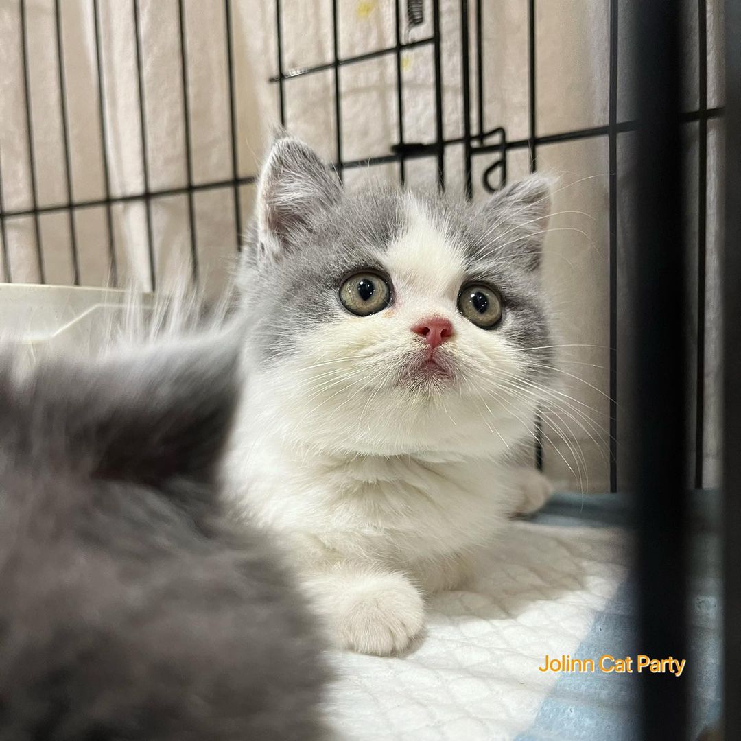 貓咪派對／藍白賓士英國短毛貓