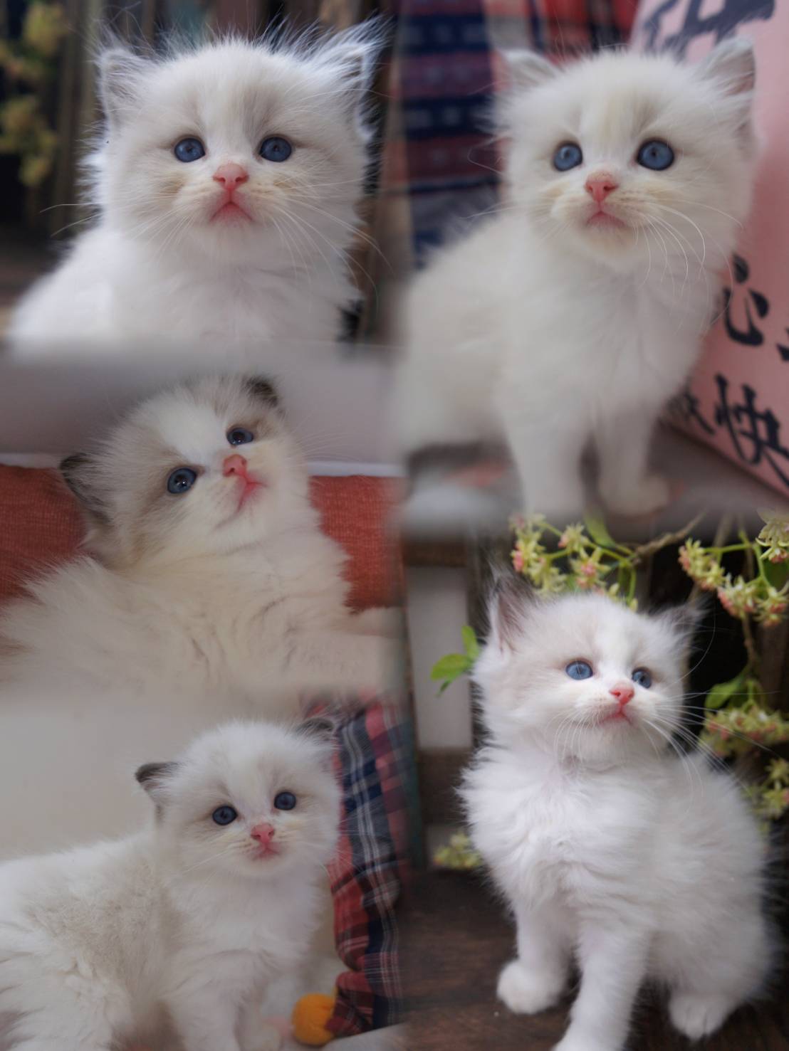 蘋果樹下的布偶貓／海豹雙色 藍雙色布偶貓