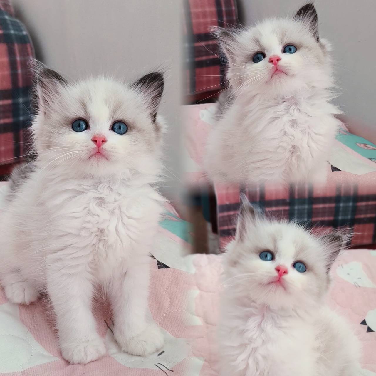 蘋果樹下的布偶貓／海豹雙色&藍雙色布偶貓