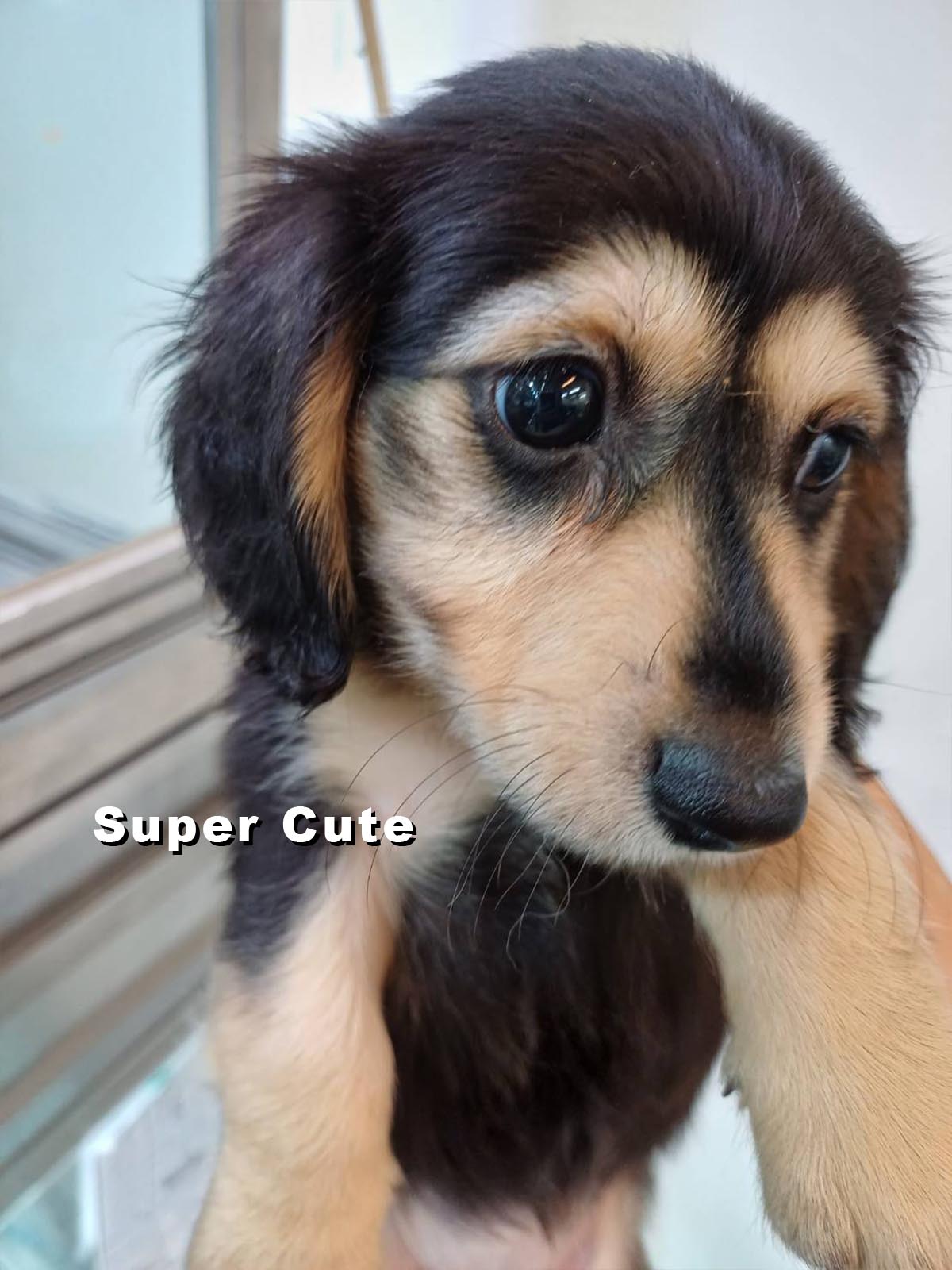 超可愛名犬社／長毛臘腸狗