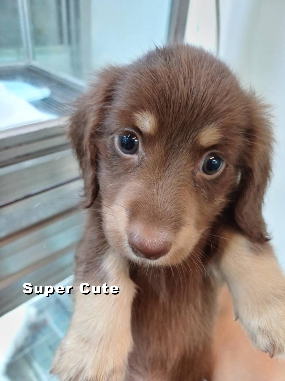 超可愛名犬社／長毛臘腸狗