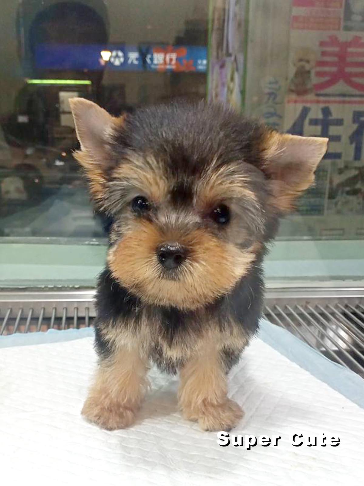 超可愛名犬社／約克夏