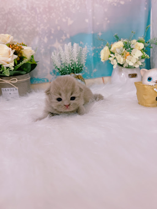 星光貓舍／紫丁色英國長毛貓