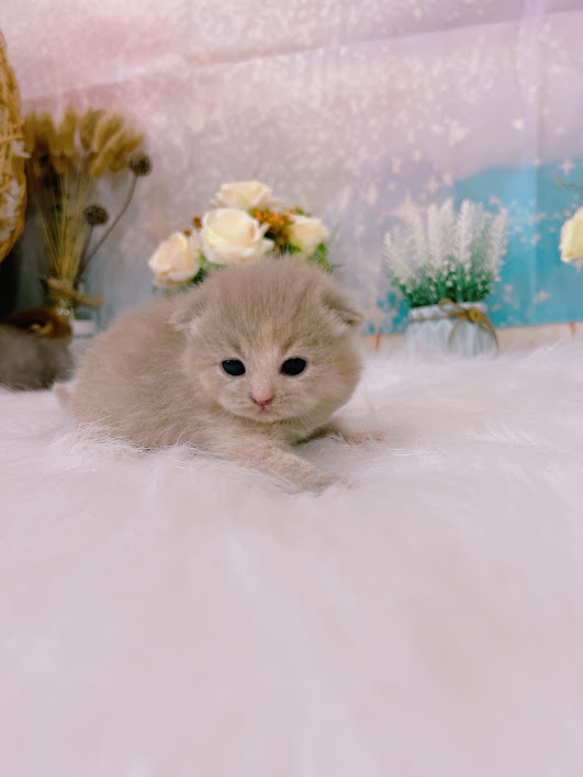 星光貓舍／紫丁奶油色英國長毛貓