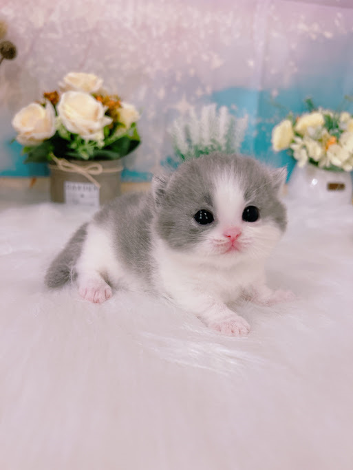 星光貓舍／藍白賓士曼赤肯