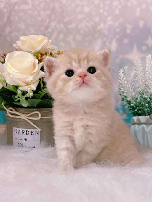 星光貓舍／小鹿奶油色英國短毛貓