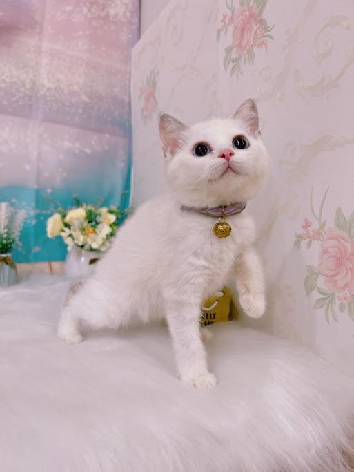 星光貓舍／梵色白非標準曼赤肯