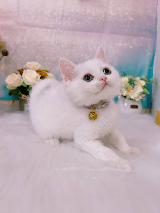 星光貓舍／海苔片白色英國短毛貓