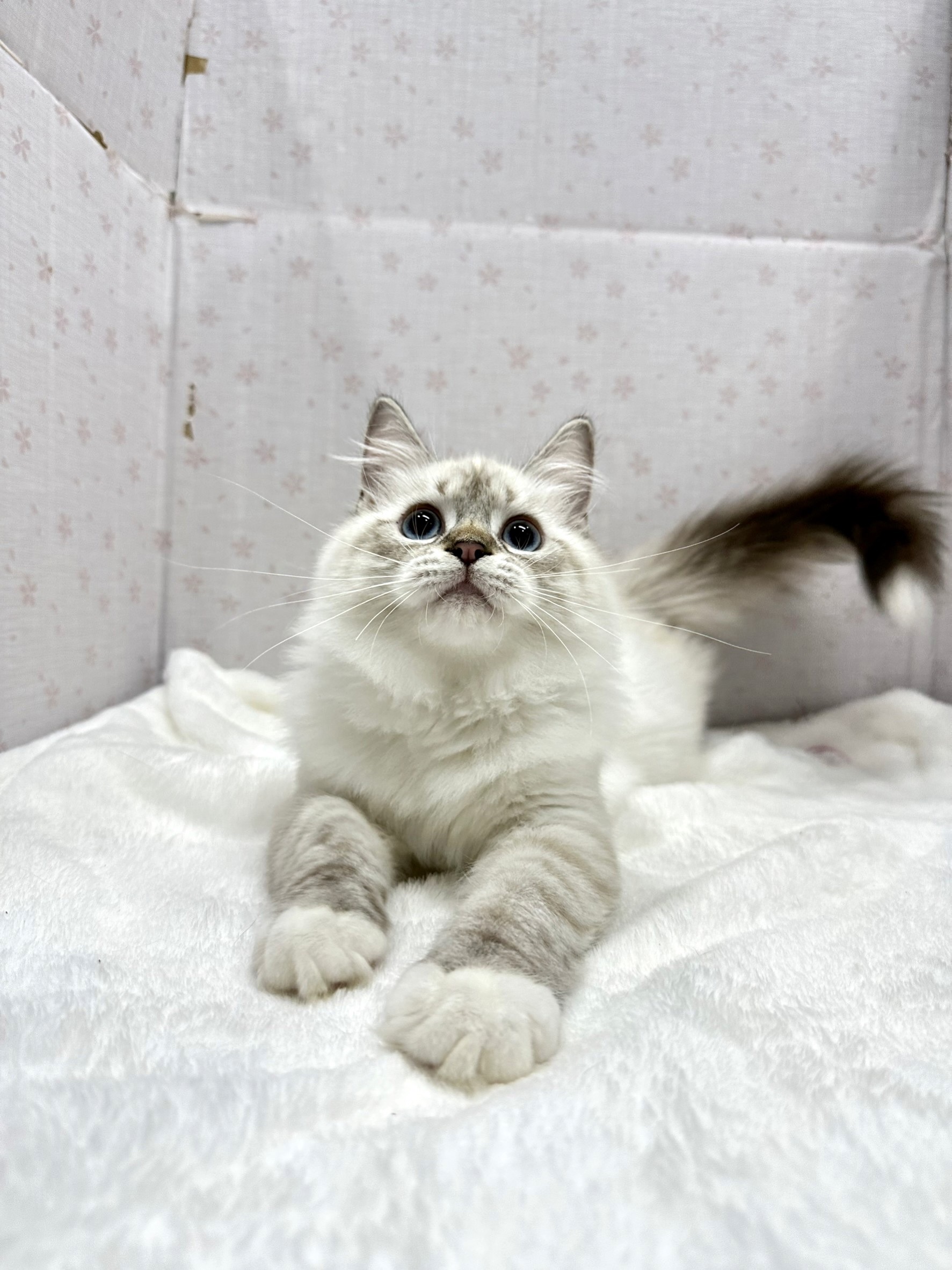 貓咪總動員館／山貓白襪布偶貓