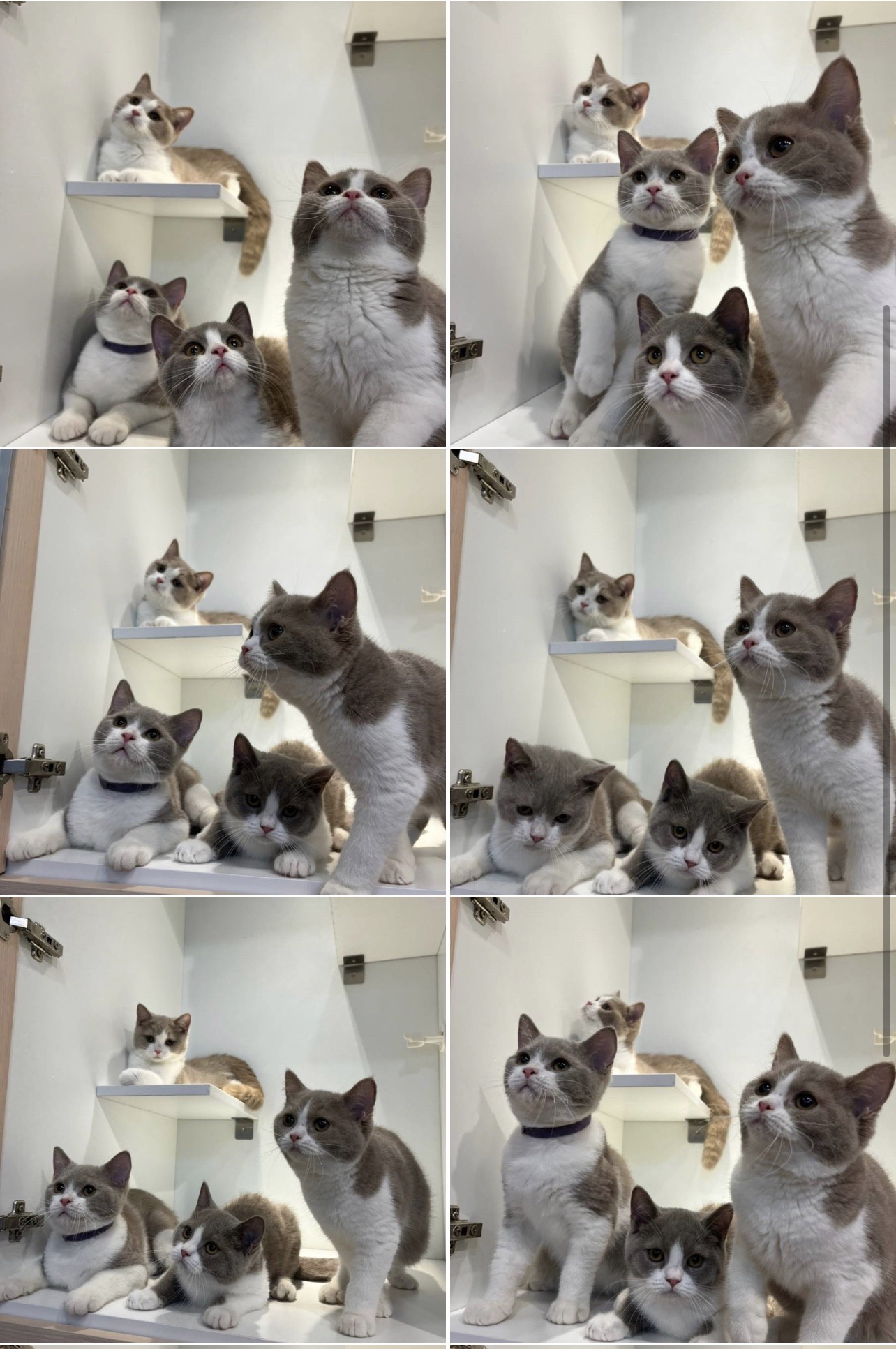 野獸派貓舍／紫丁香 紫丁香賓士英國短毛貓