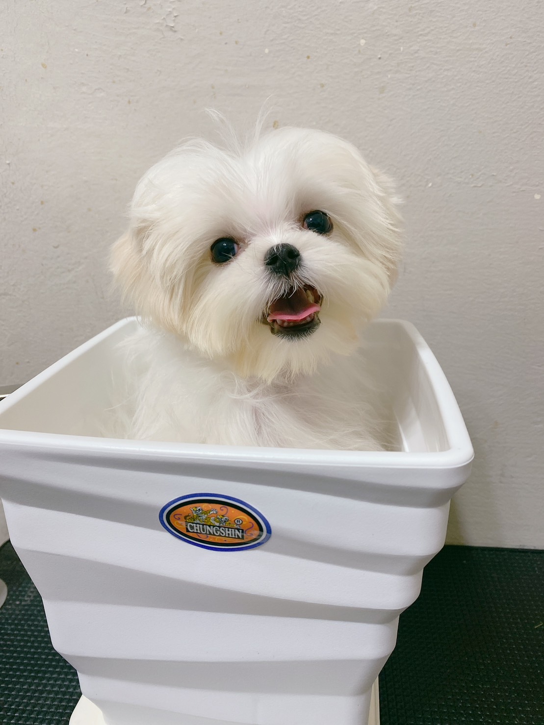 羊咩咩寵物生活館／瑪爾濟斯