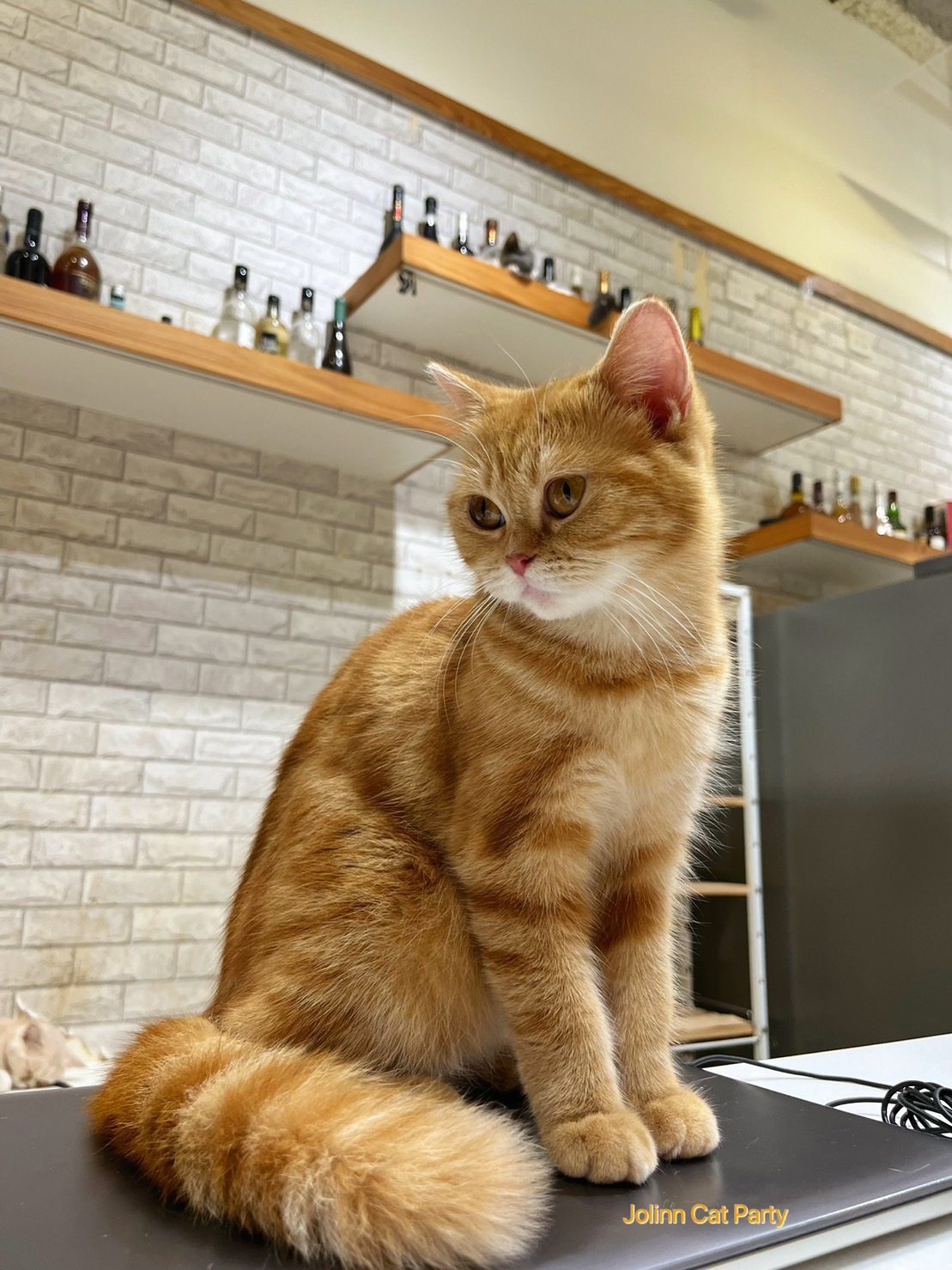 貓咪派對／橘紋美國短毛貓
