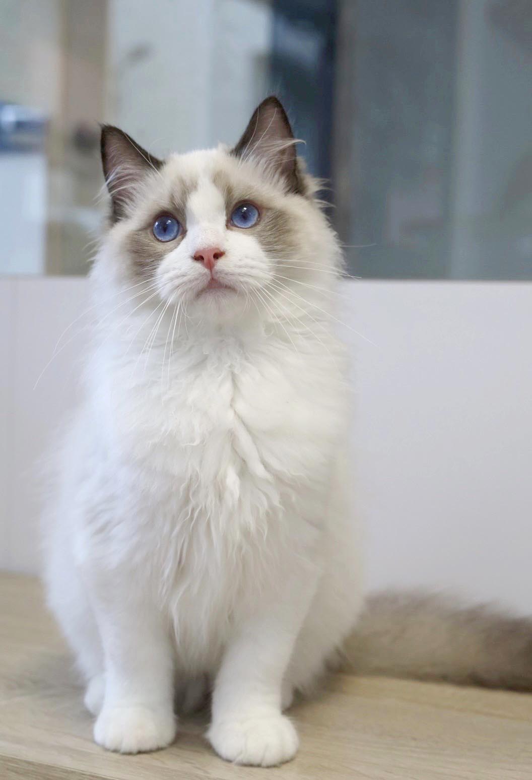 琥珀布偶貓舍／海豹雙色布偶貓