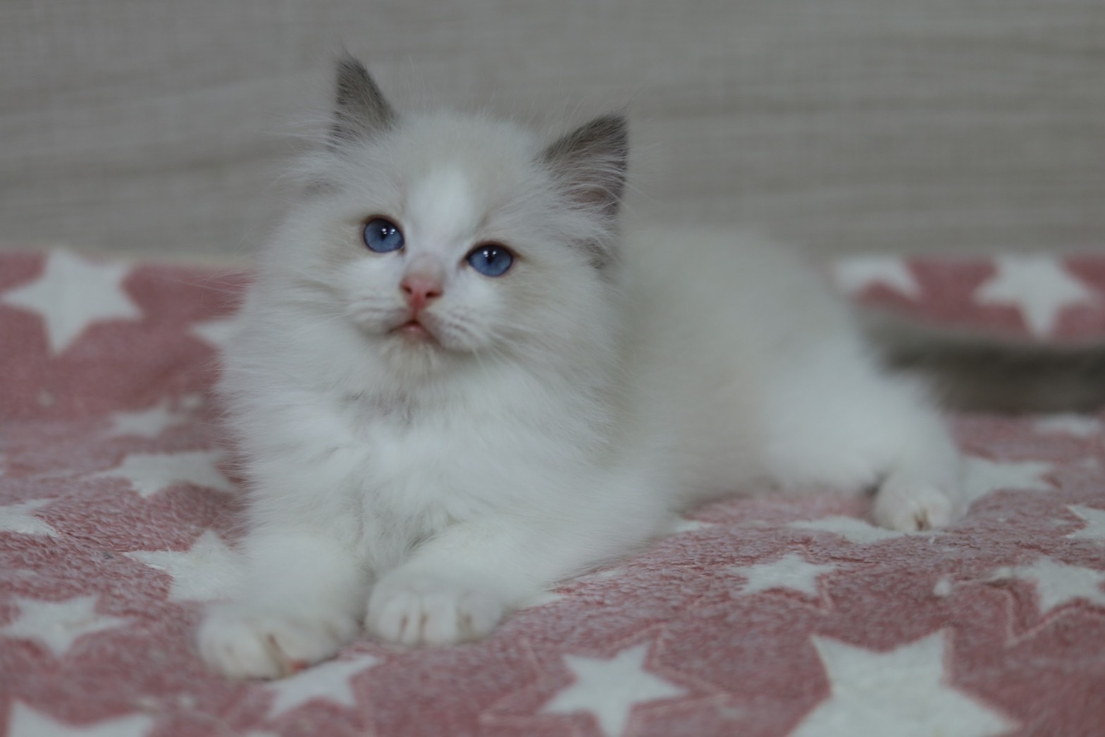 琥珀布偶貓舍／藍雙色布偶貓