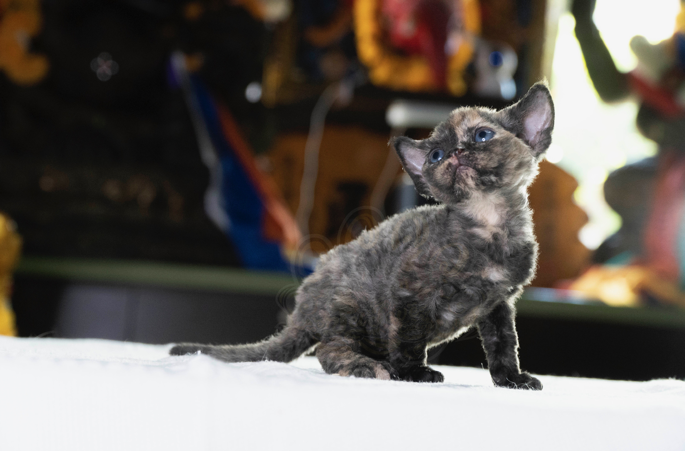 寵愛貓舍／玳瑁色德文捲毛貓