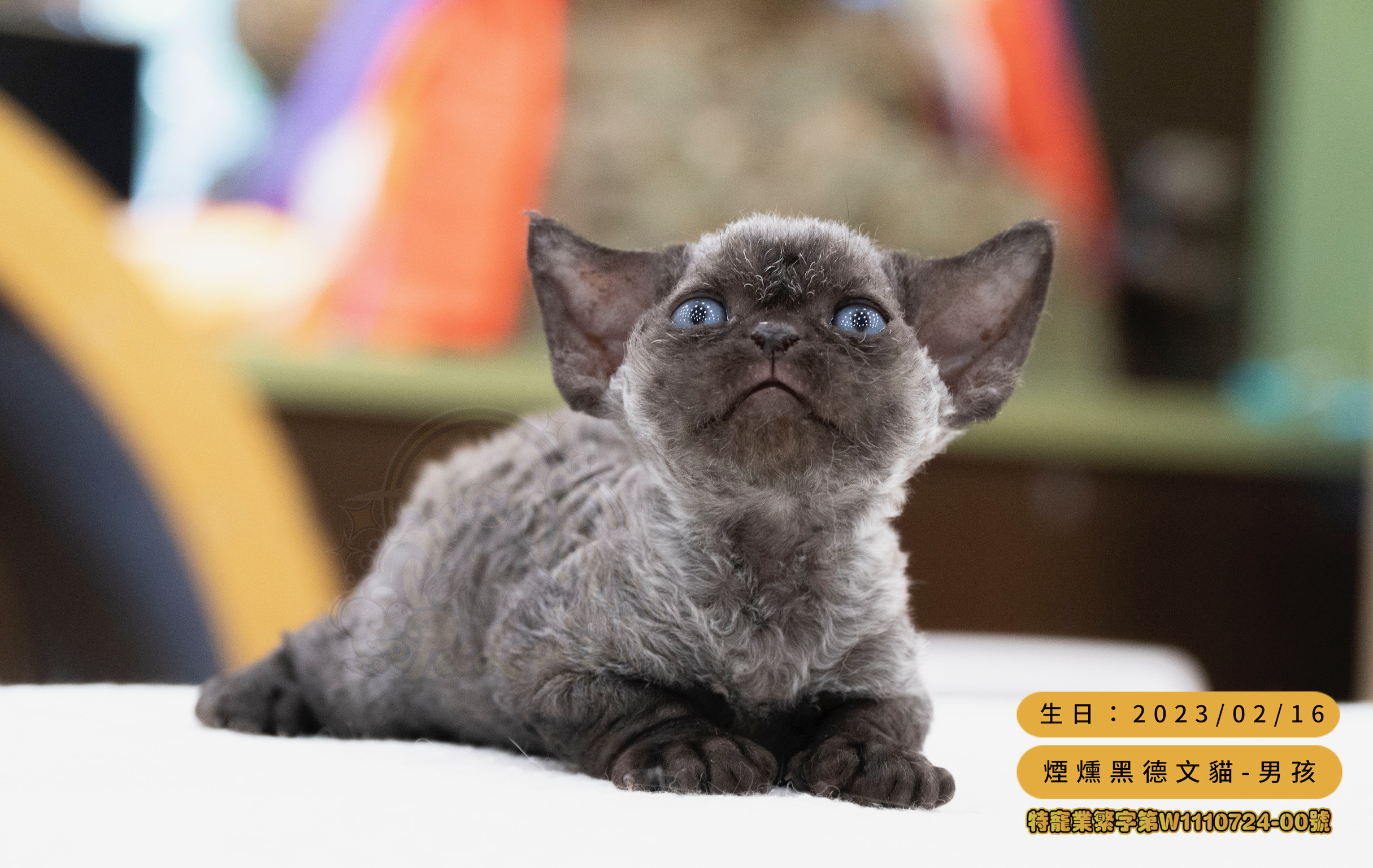 寵愛貓舍／煙熏黑德文捲毛貓