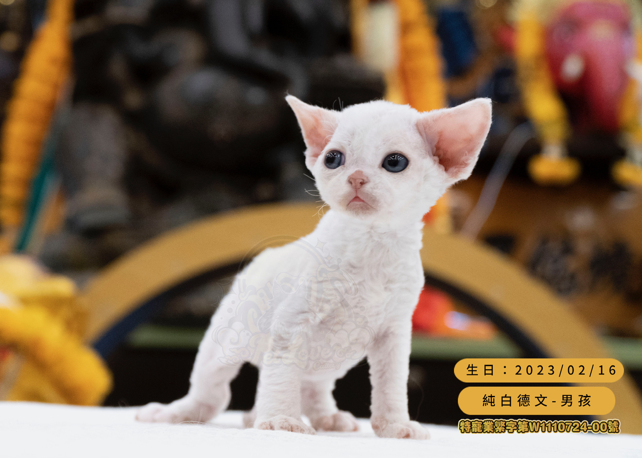 寵愛貓舍／純白藍眼德文捲毛貓