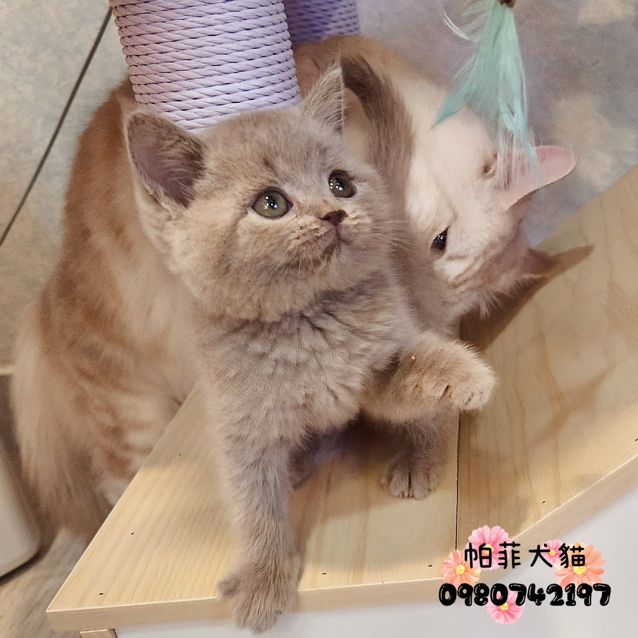 帕菲寵物館／小鹿色英國短毛貓