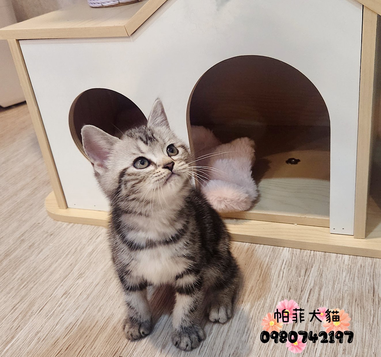 帕菲寵物館／美國短毛貓