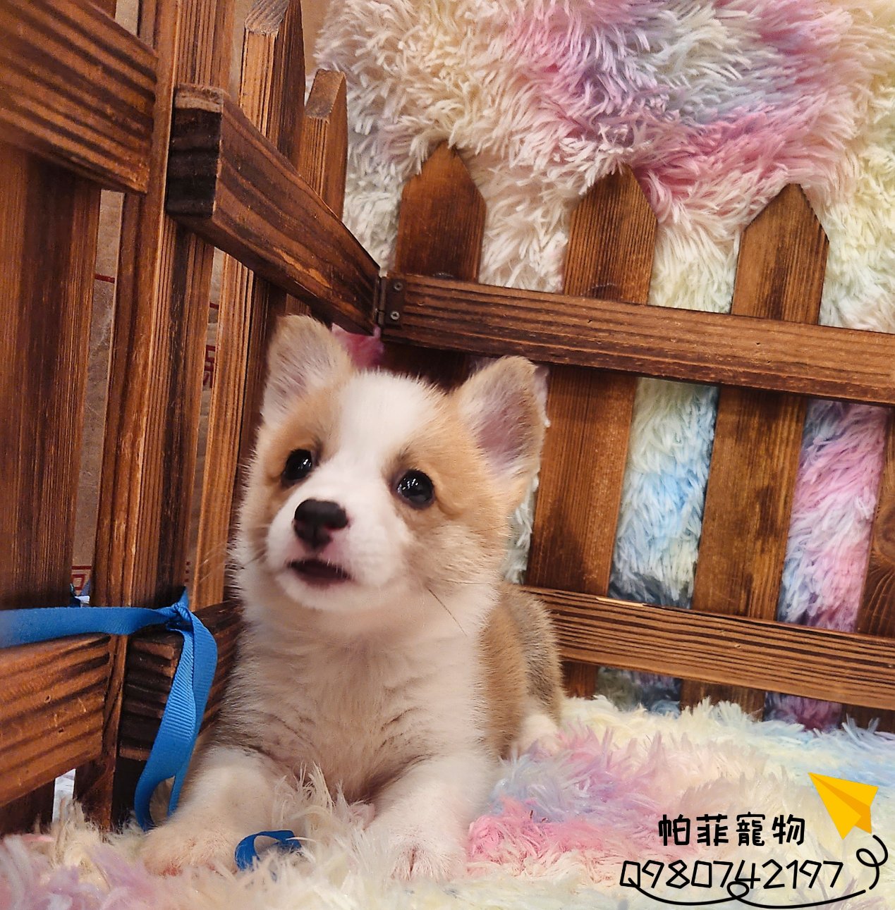 帕菲寵物館／雙色柯基