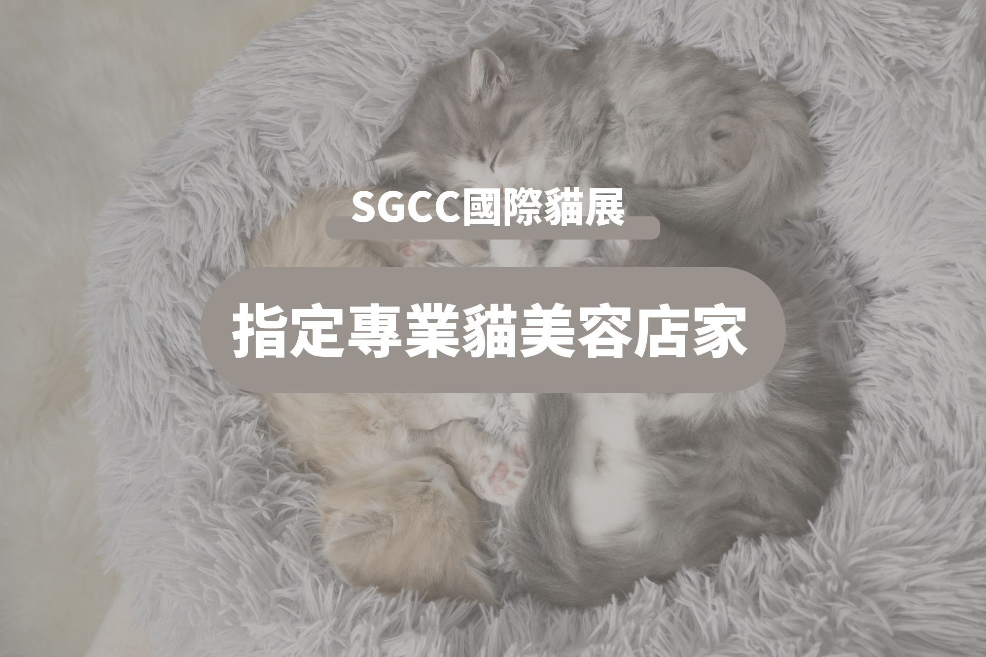 SGCC國際賽貓聯盟 / 指定專業貓美容店家