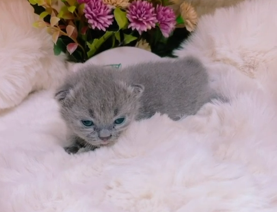 星光貓舍／藍色曼赤肯