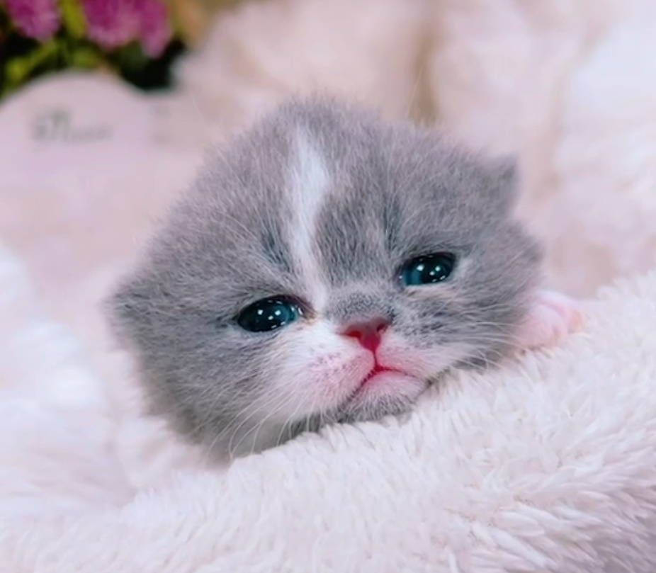 星光貓舍／藍白曼赤肯