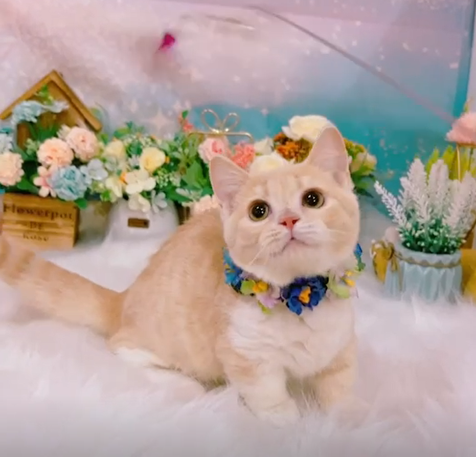 星光貓舍／奶白曼赤肯