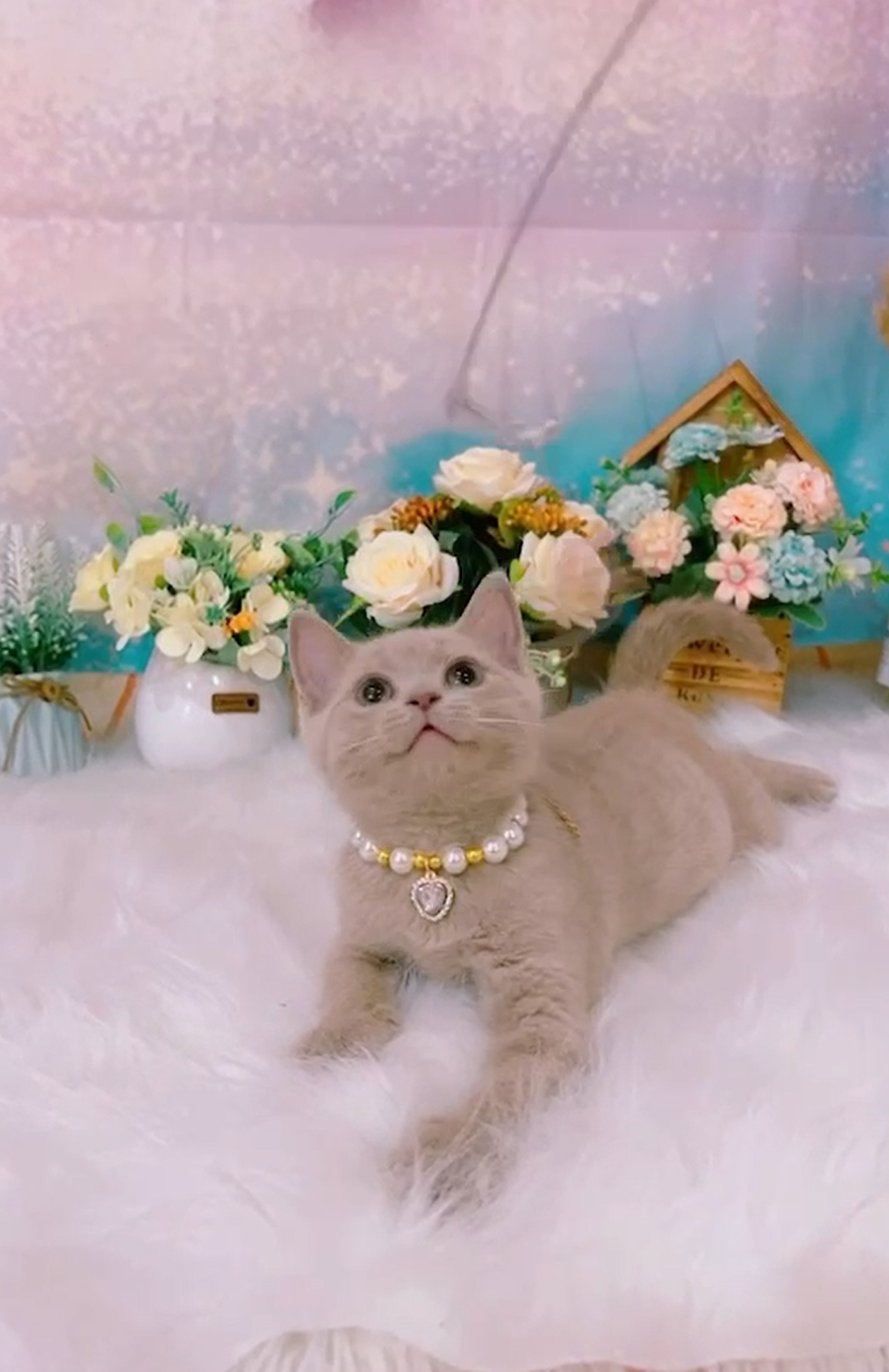 星光貓舍／紫丁英國短毛貓