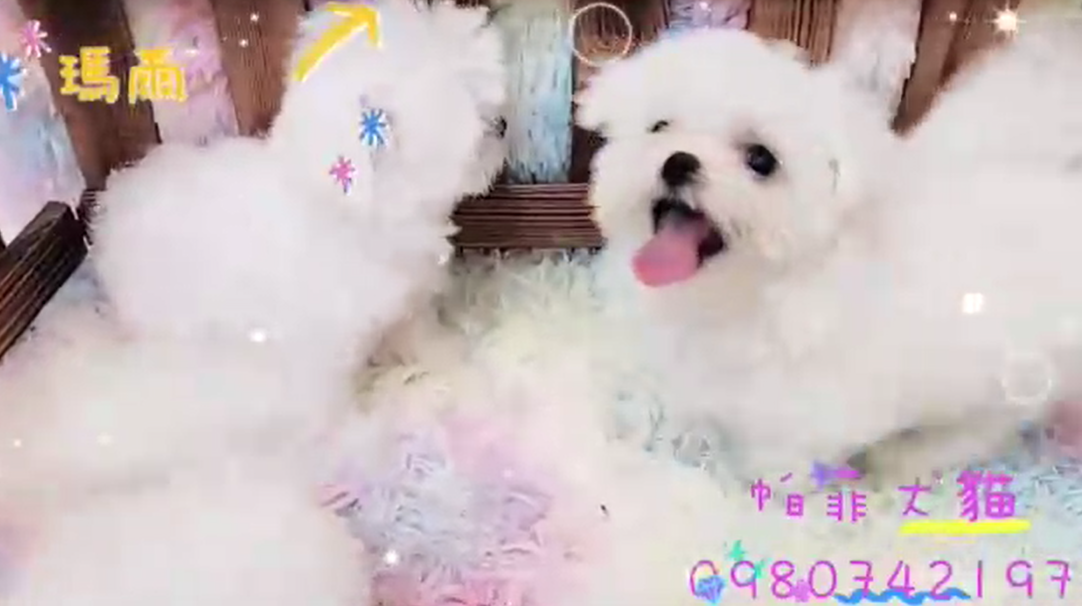 帕菲犬貓園／瑪爾濟斯