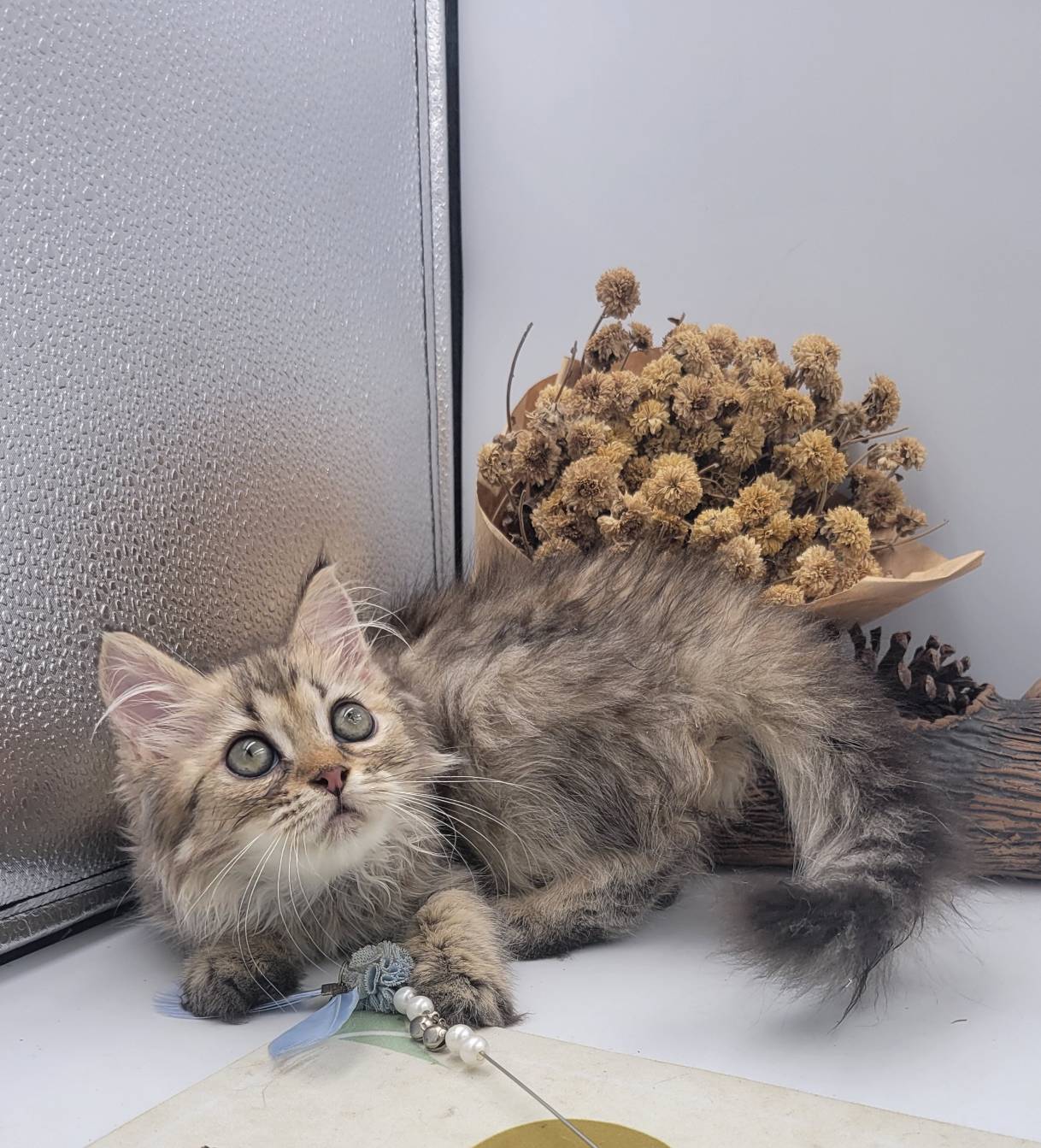 刻在你心底的貓／黃金金吉拉