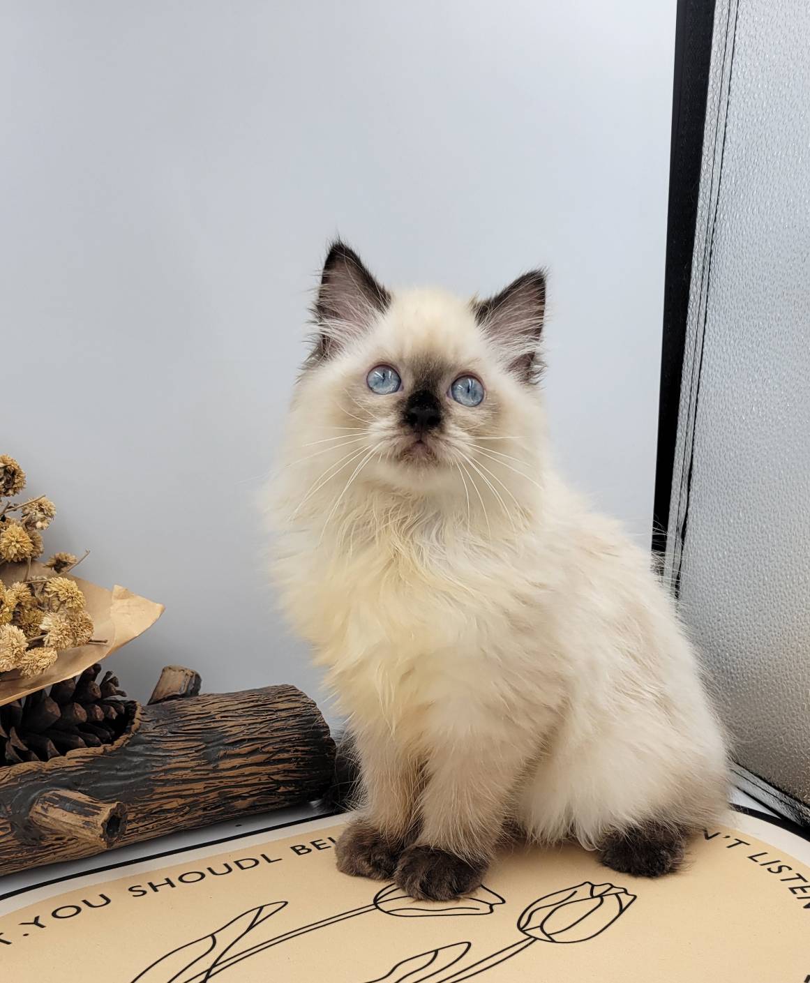 刻在你心底的貓／布偶貓- 小白故事| 幼犬貓買賣知識分享| 合法寵物店