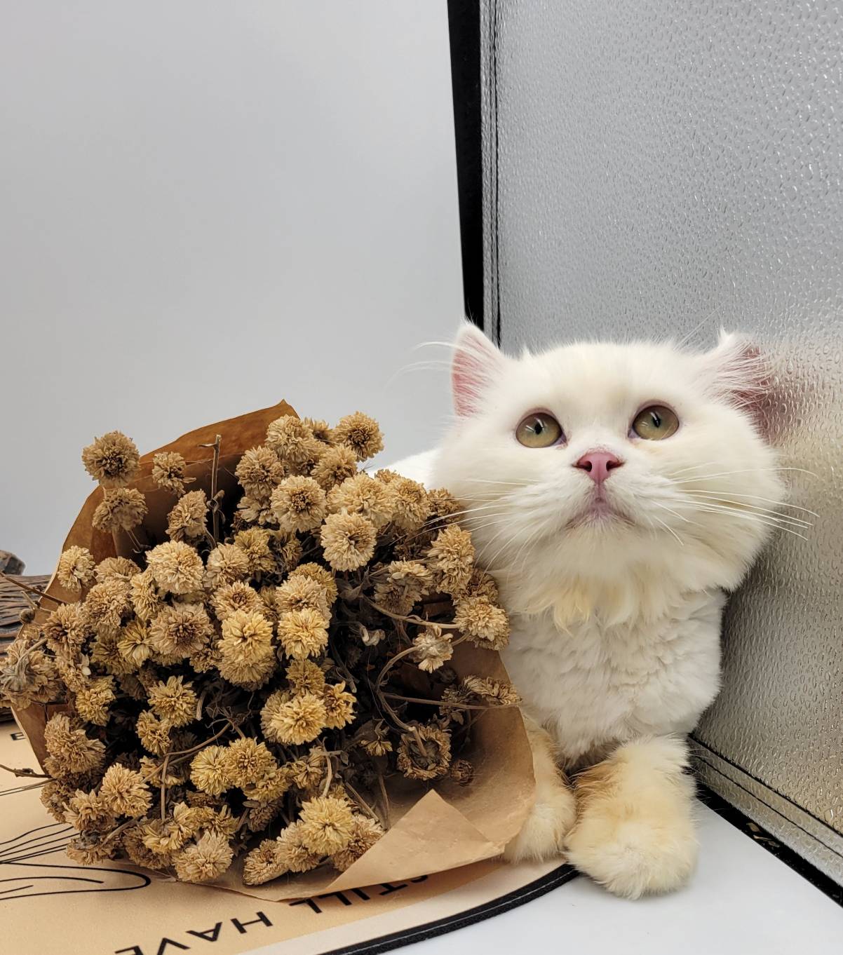 刻在你心底的貓／白色英國長毛貓