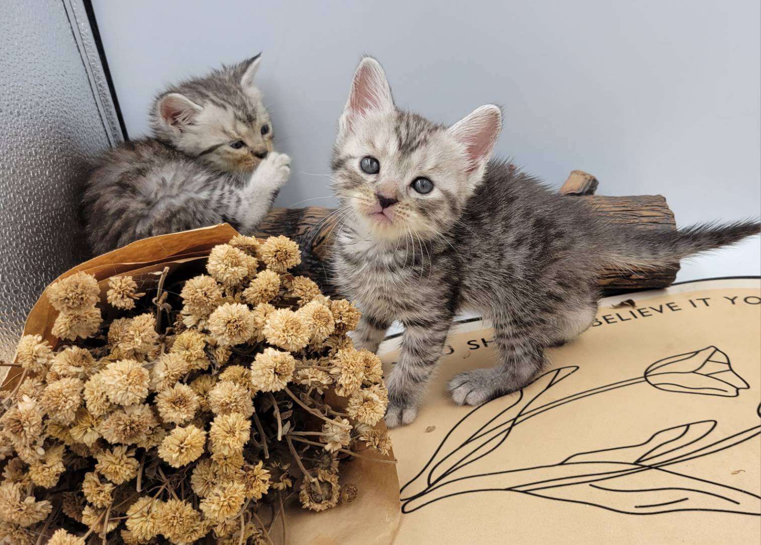 刻在你心底的貓／銀白虎斑紋美國短毛貓