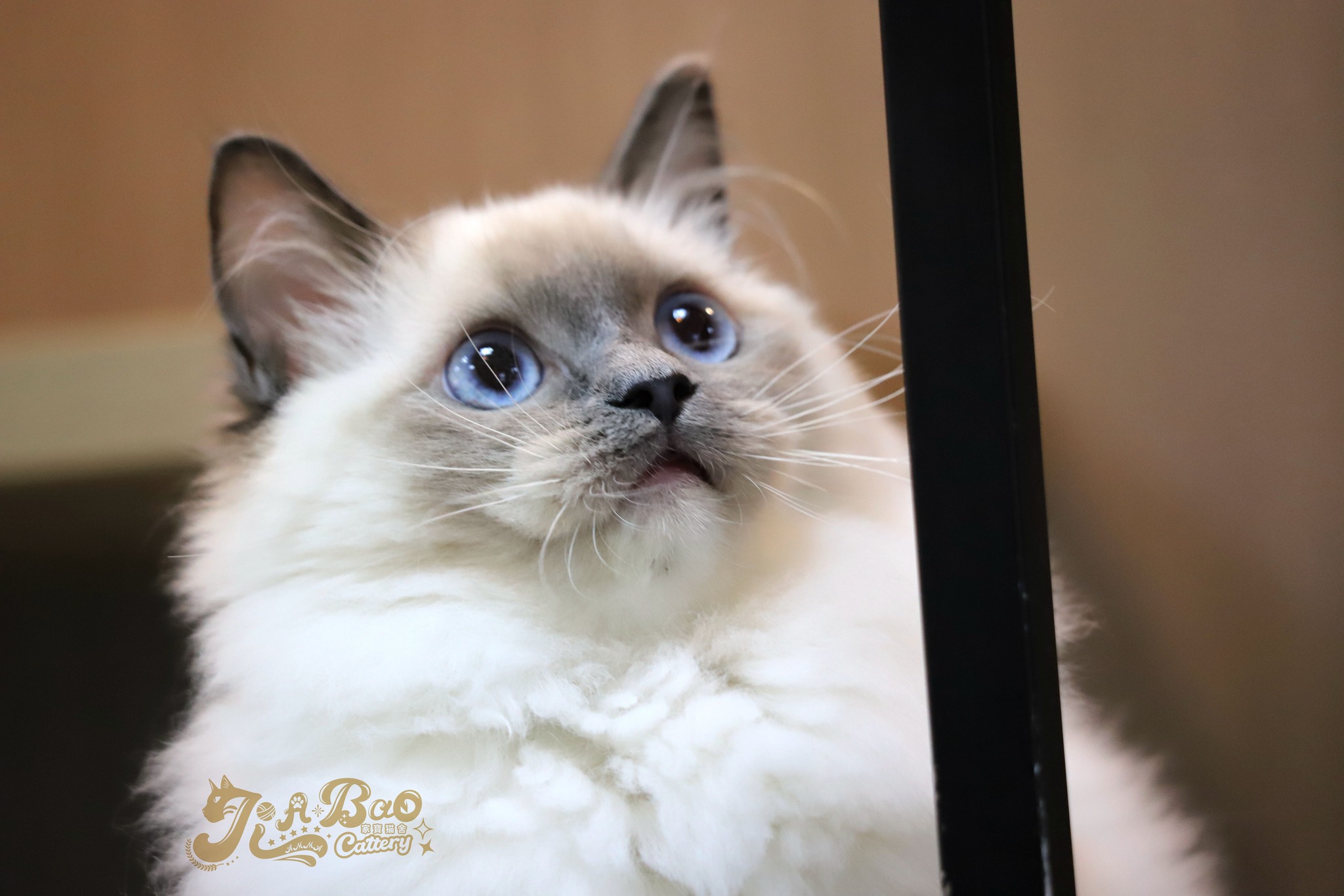 家寶寵物／藍手套布偶貓