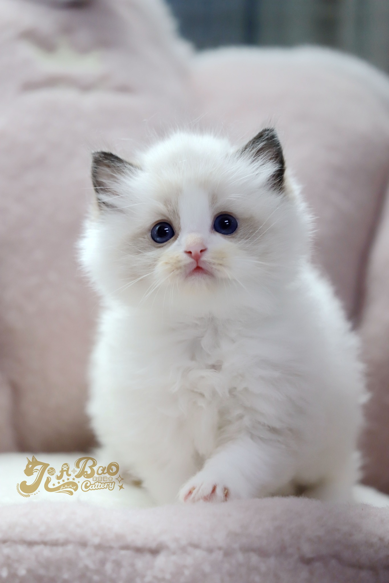 家寶寵物／海豹雙色布偶貓